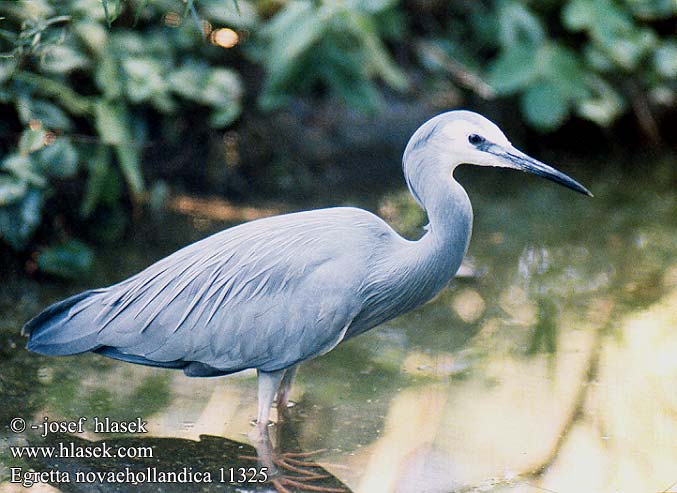 Egretta novaehollandiae White-faced Heron Hvidmasket Hejre valkonaamahaikara Aigrette face blanche Witwangreiger Aironi facciabianca Weißwangenreiher czapla białolica volavka bělolící Garceta Cara Blanca