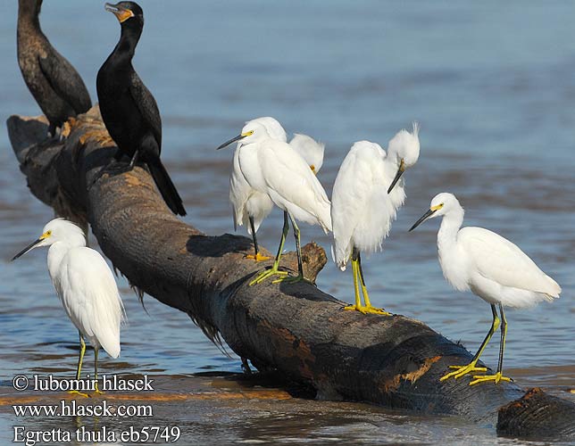 Egretta thula eb5749