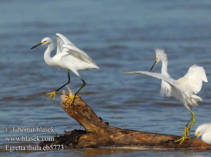 Schmuckreiher Brewster's Egret Little white Snowy Crëyr claerwyn Garceta dedos-dorados Nívea Nivosa Pie-dorado Garcita blanca Garza chica Rizos nevada Garza Nivea Ameerika siidhaigur Lumihaikara Aigrette garzette américaine neigeuse Zegrèt blan Ljómahegri Egretta nivea Garzetta ユキコサギ Snieginis garnys Amerikaanse Kleine Zilverreiger Snøhegre Czapla śnieżna Garça-branca Garça-branca-americana Garça-branca-menor Цапля снежная Volavka žltoprstá Snežna čaplja Snöhäger Karbeyaz Balıkçıl Egretta thula Sneeuwitreier Volavka bělostná Snehejre