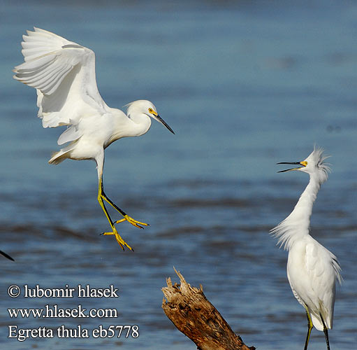 Garceta dedos-dorados Nívea Nivosa Pie-dorado Garcita blanca Garza chica Rizos nevada Garza Nivea Ameerika siidhaigur Lumihaikara Aigrette garzette américaine neigeuse Zegrèt blan Ljómahegri Egretta nivea Garzetta ユキコサギ Snieginis garnys Amerikaanse Kleine Zilverreiger Snøhegre Czapla śnieżna Garça-branca Garça-branca-americana Garça-branca-menor Цапля снежная Volavka žltoprstá Snežna čaplja Snöhäger Karbeyaz Balıkçıl Egretta thula Sneeuwitreier Volavka bělostná Snehejre Schmuckreiher Brewster's Egret Little white Snowy Crëyr claerwyn