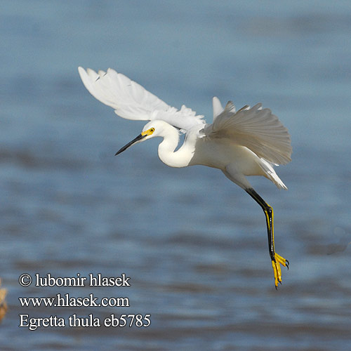 Egretta thula eb5785