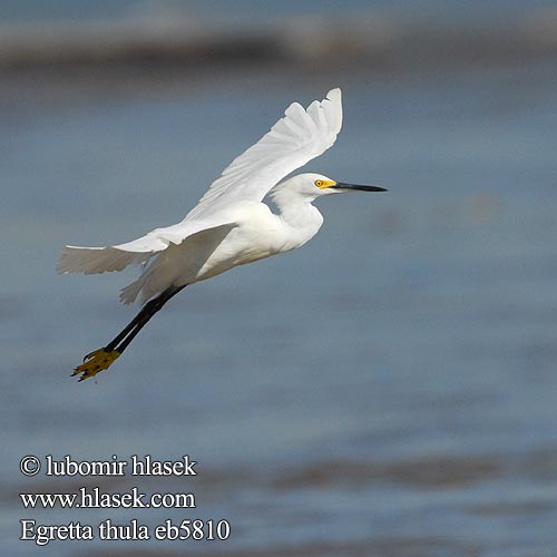 Egretta nivea Garzetta ユキコサギ Snieginis garnys Amerikaanse Kleine Zilverreiger Snøhegre Czapla śnieżna Garça-branca Garça-branca-americana Garça-branca-menor Цапля снежная Volavka žltoprstá Snežna čaplja Snöhäger Karbeyaz Balıkçıl Egretta thula Sneeuwitreier Volavka bělostná Snehejre Schmuckreiher Brewster's Egret Little white Snowy Crëyr claerwyn Garceta dedos-dorados Nívea Nivosa Pie-dorado Garcita blanca Garza chica Rizos nevada Garza Nivea Ameerika siidhaigur Lumihaikara Aigrette garzette américaine neigeuse Zegrèt blan Ljómahegri