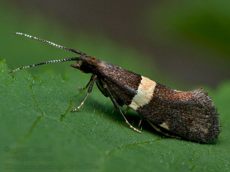 Eidophasia messingiella Zápředníček luční Kruidkersmot