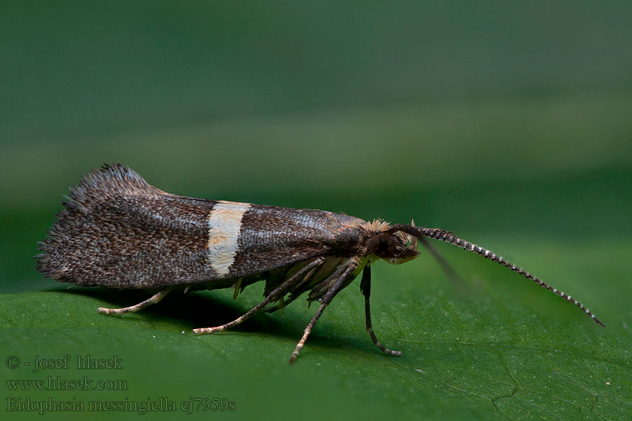 Kruidkersmot Eidophasia messingiella