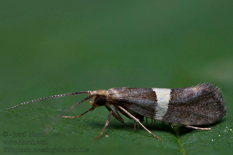 Nunnakaalikoi Eidophasia messingiella