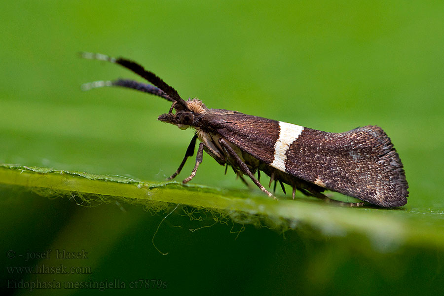 Eidophasia messingiella