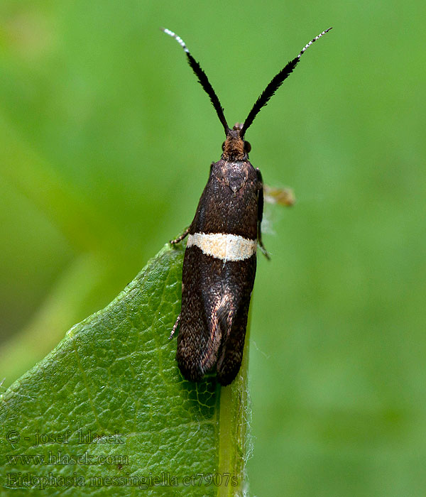 Zápředníček luční Eidophasia messingiella