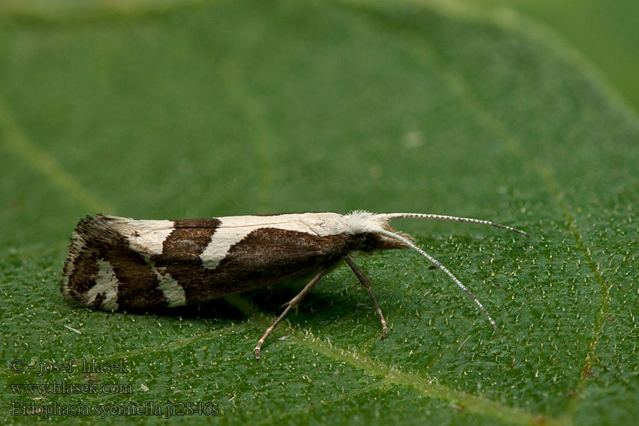 Eidophasia syenitella