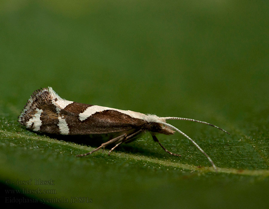 Eidophasia syenitella