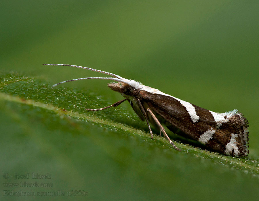 Eidophasia syenitella