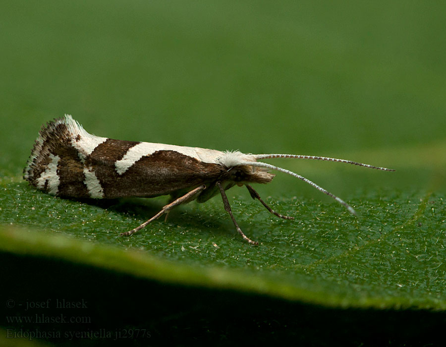 Eidophasia syenitella