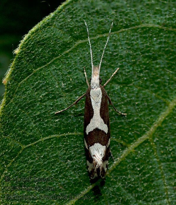 Eidophasia syenitella