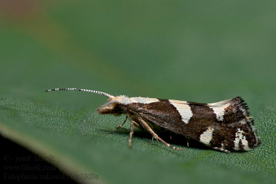 Eidophasia zukowskyi