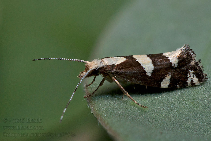 Eidophasia zukowskyi