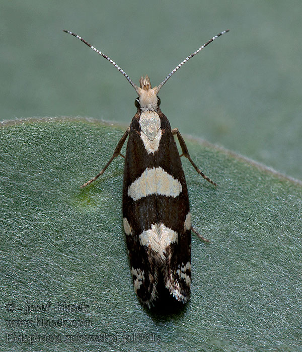 Eidophasia zukowskyi