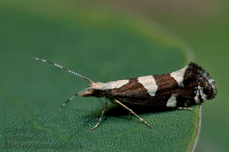 Eidophasia zukowskyi