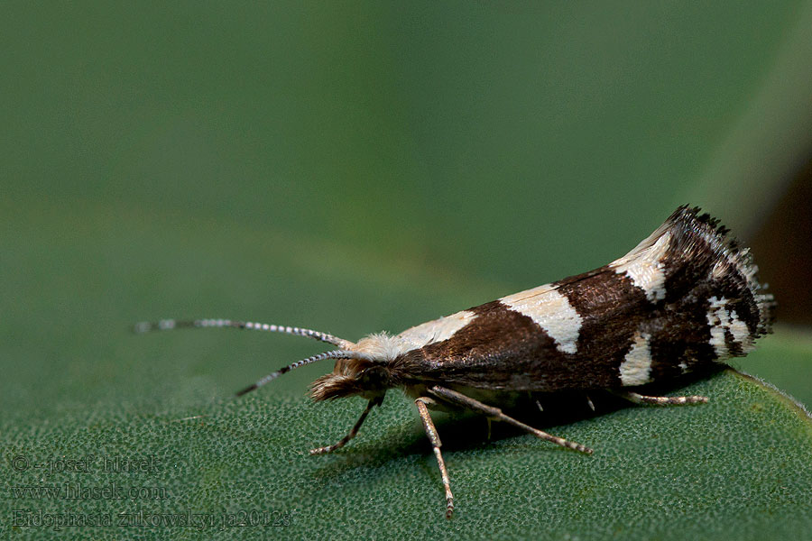 Eidophasia zukowskyi