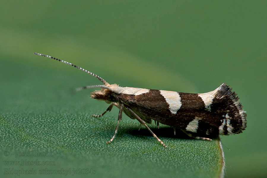 Eidophasia zukowskyi