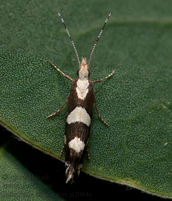 Eidophasia zukowskyi