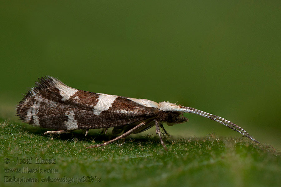 Eidophasia zukowskyi