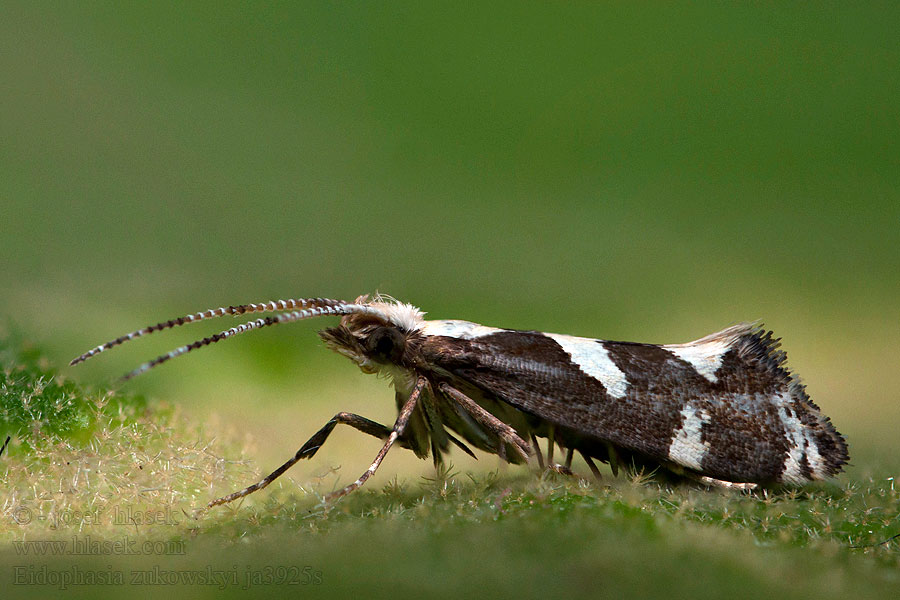 Eidophasia zukowskyi