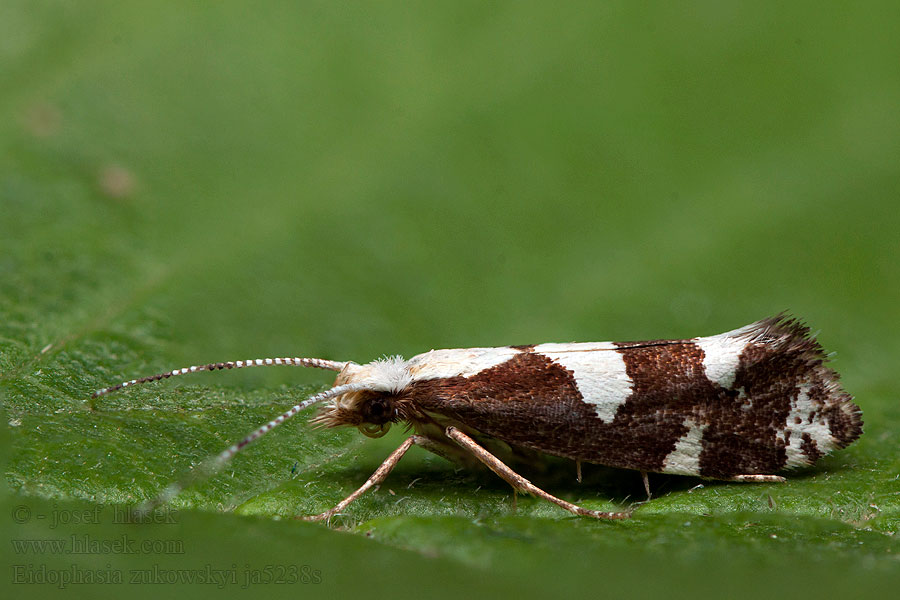 Eidophasia zukowskyi