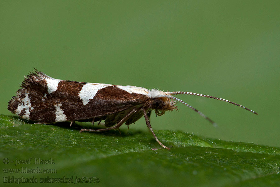 Eidophasia zukowskyi