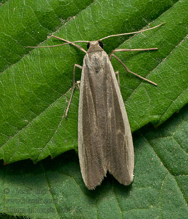 Eilema albicosta