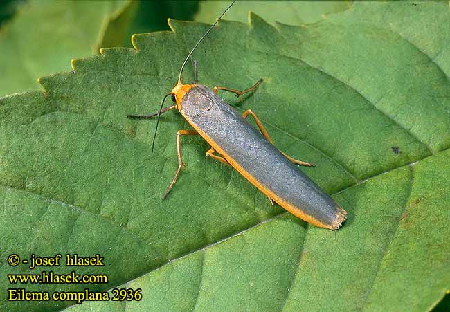 Eilema complana Lithosia Scarce Footman Gelbleib Flechtenbaerchen Gewöhnlicher Flechtenbär lišejníkovec vroubený Fałdówka porostówka Lišajníkovec lišajníkový Lithosie aplatie Manteau Tête Jaune Mörkgrå lavspinnare Sølvgrå lavspinner Lyijykeltasiipi Streepkokerbeertje Лишайница тополёвая