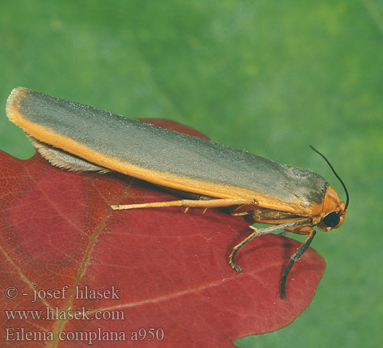 Eilema complana Lithosie aplatie Manteau Tête Jaune Mörkgrå lavspinnare Sølvgrå lavspinner Lyijykeltasiipi Streepkokerbeertje Лишайница тополёвая Lithosia Scarce Footman Gelbleib Flechtenbaerchen Gewöhnlicher Flechtenbär Lišejníkovec vroubený Fałdówka porostówka Lišajníkovec lišajníkový