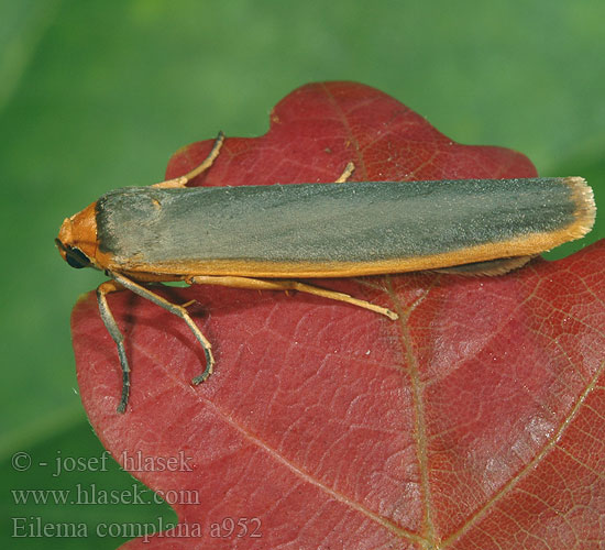 Eilema complana Sølvgrå lavspinner Lyijykeltasiipi Streepkokerbeertje Лишайница тополёвая Lithosia Scarce Footman Gelbleib Flechtenbaerchen Gewöhnlicher Flechtenbär Lišejníkovec vroubený Fałdówka porostówka Lišajníkovec lišajníkový Lithosie aplatie Manteau Tête Jaune Mörkgrå lavspinnare