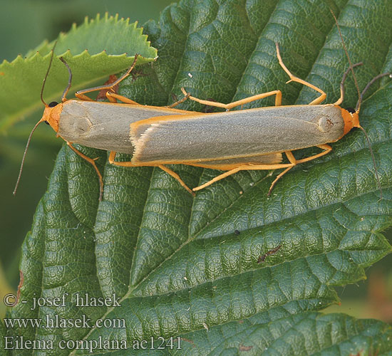 Eilema complana Лишайница тополёвая Lithosia Scarce Footman Gelbleib Flechtenbaerchen Gewöhnlicher Flechtenbär Lišejníkovec vroubený Fałdówka porostówka Lišajníkovec lišajníkový Lithosie aplatie Manteau Tête Jaune Mörkgrå lavspinnare Sølvgrå lavspinner Lyijykeltasiipi Streepkokerbeertje