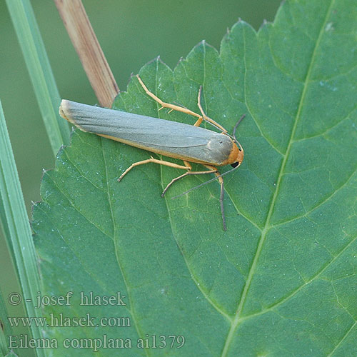 Eilema complana Lithosia Scarce Footman Gelbleib Flechtenbaerchen Gewöhnlicher Flechtenbär lišejníkovec vroubený Fałdówka porostówka Lišajníkovec lišajníkový Lithosie aplatie Manteau Tête Jaune Mörkgrå lavspinnare Sølvgrå lavspinner Lyijykeltasiipi Streepkokerbeertje Лишайница тополёвая