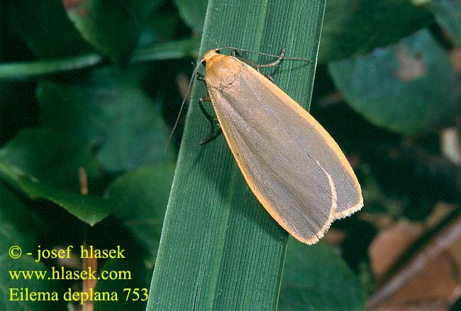 Eilema depressa deplana Buff Footman Flachflügel-Flechtenbär Nadewald-Flechtenbärchen