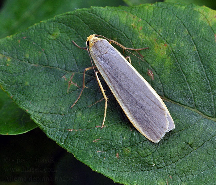 Eilema deplana depressa