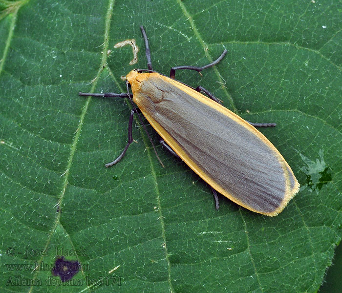 Flachflügel-Flechtenbär Nadewald-Flechtenbärchen Eilema depressa