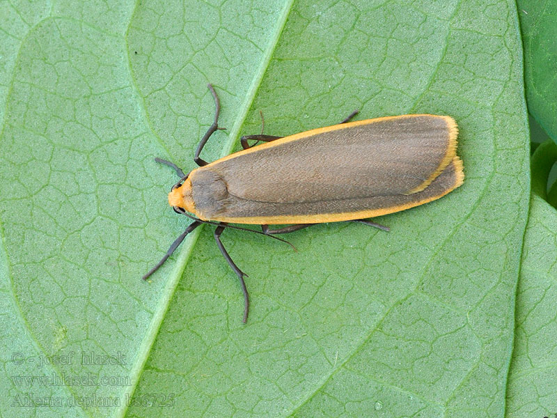 Lithosie ocre Eilema depressa