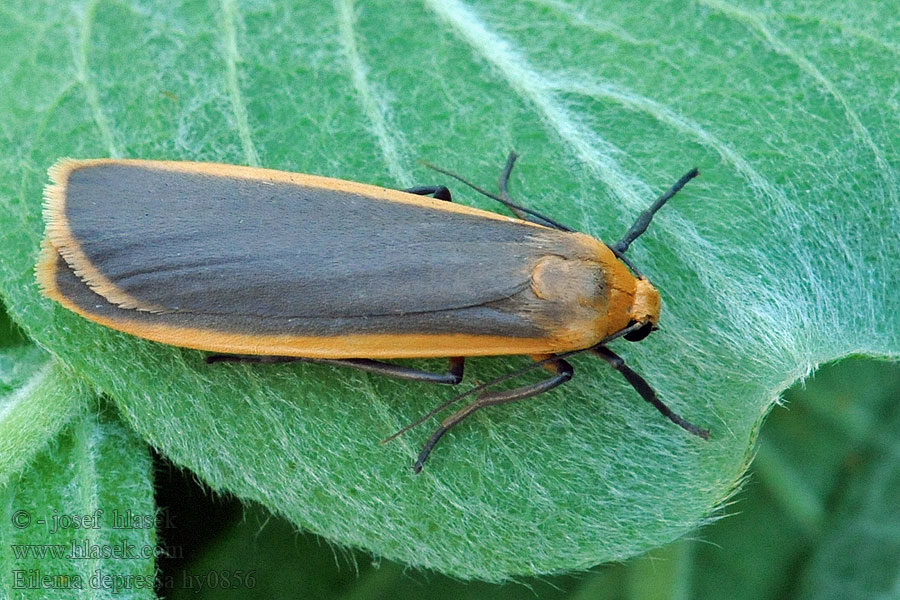 Buff Footman Eilema depressa