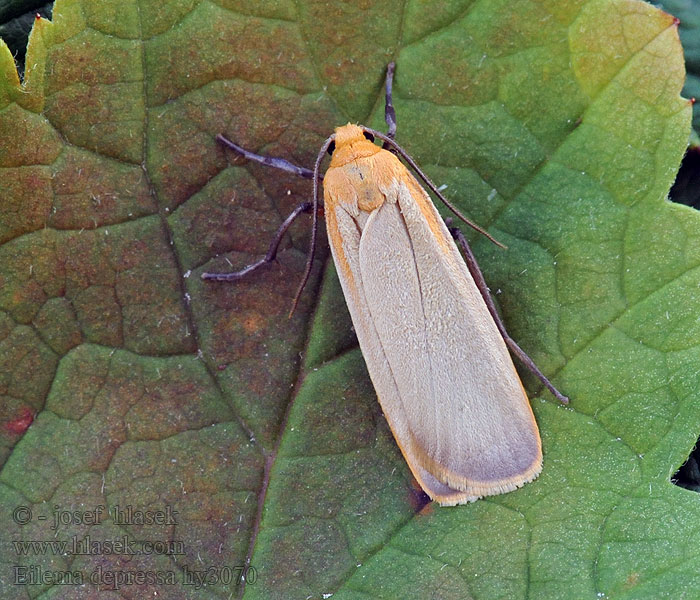 Flachflügel-Flechtenbär Nadewald-Flechtenbärchen Eilema depressa