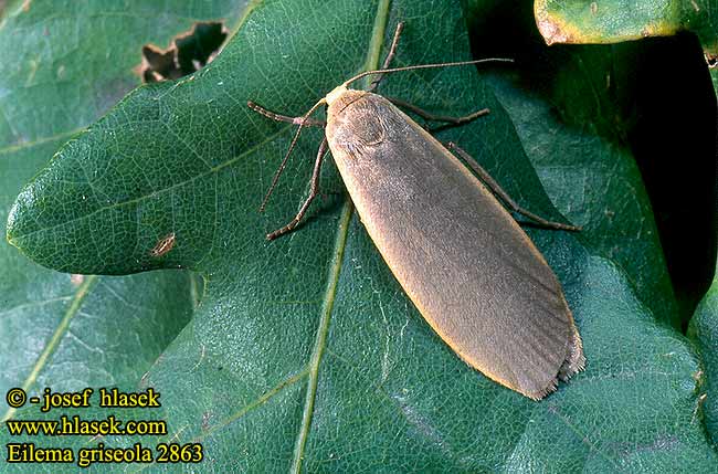 Eilema griseola Lithosia Dingy Footman Bleigrauer Flechtenbär