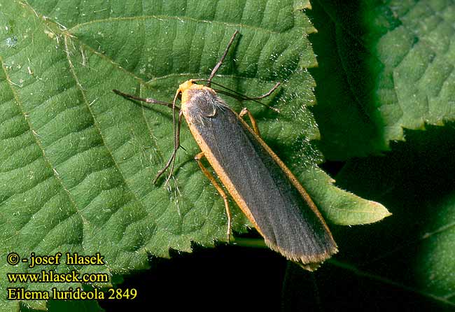 Eilema lurideola Lithosia Common Footman Laubholz-Flechtenbär Buschwald-Flechtenbärchen Lišejníkovec obecný Fałdówka zwężynka Lišajníkovec siný Lithosie complanule Blygrĺ lavspinnare Blygra lavspinner Harmokeltasiipi Almindelig lavspinder Kokerbeertje Лишайница свинцово-серая