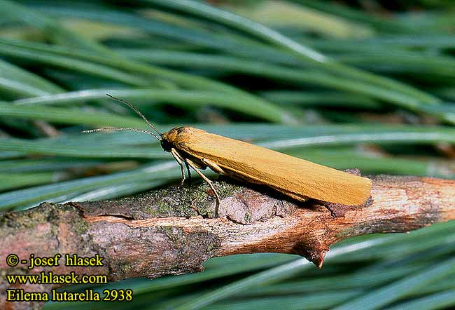 Eilema lutarella Lithosia Trockenwiesen-Flechtenbr Steppenrasen-Felechenbrchen Liejnkovec hlnolut Fadwka glinawica Liajnkovec hlinolt Manteau safran Ockragul lavspinnare Gul lavspinner Pikkukeltasiipi Gul Lavspinder Felgeel beertje