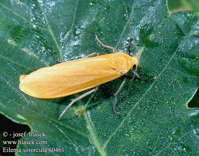 Eilema sororcula Lithosia Lišejníkovec žlutý Fałdówka siostrzyczka Orange Footman Lišajníkovec lesný Manteau jaune Mischwald-Flechtenbärchen Guldgul lavspinnare Bokelavspinner Kultakeltasiipi Geel beertje Лишайница золотистая