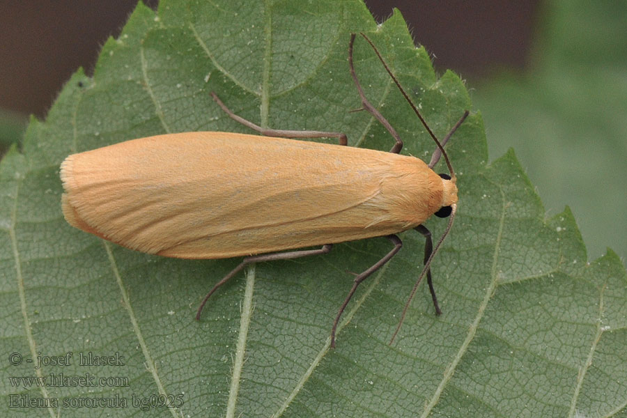 Orange Footman Lišajníkovec lesný Eilema sororcula