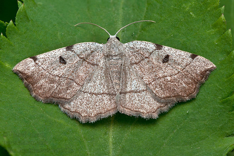 Zejkovec trojskvrnný Eilicrinia trinotata