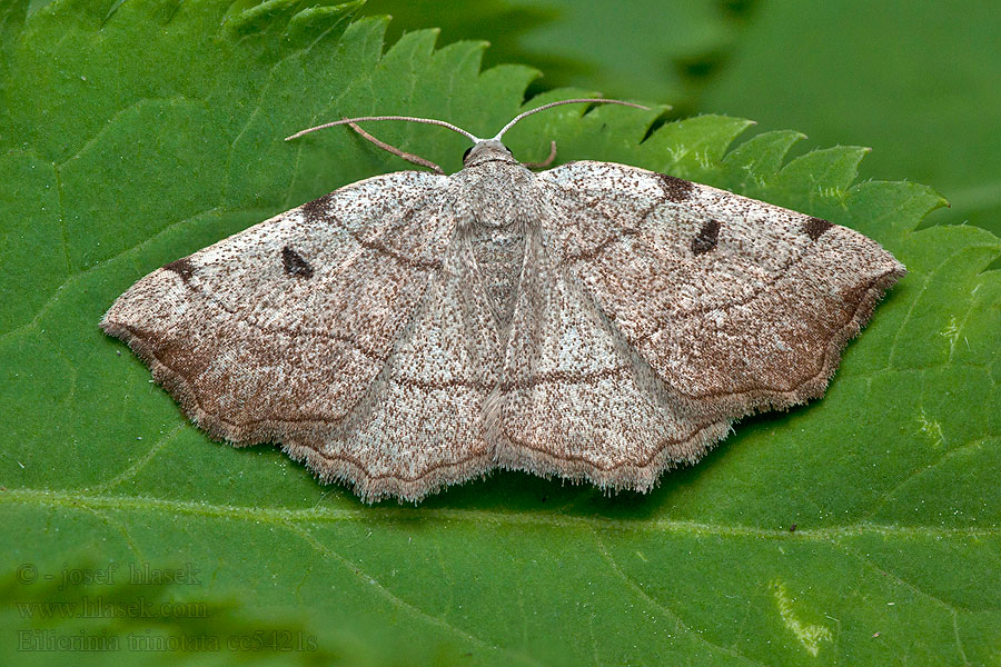 Listnatka trojznačková Eilicrinia trinotata