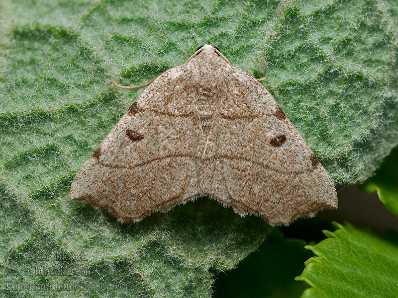 Eilicrinia trinotata