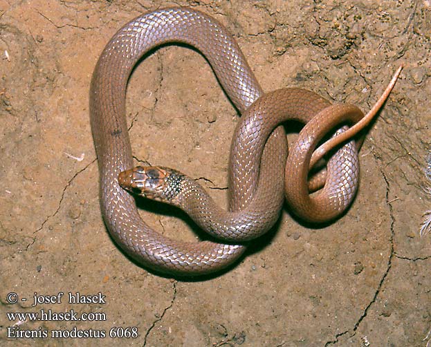 Eirenis modestus DE: Kopfbinden-Zwergnatter UK: Dwarf Snake CZ: užovka drobná TR: Uysal yilan HU: Kis-ázsiai törpesikló
