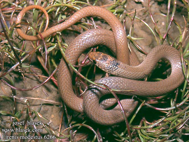 Eirenis modestus DE: Kopfbinden-Zwergnatter UK: Dwarf Snake CZ: užovka drobná TR: Uysal yilan HU: Kis-ázsiai törpesikló