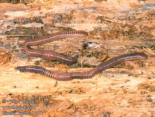 Eisenia lucens 11017